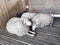 wool production. Sheep stable. Group of sheep domestic animals in barn Farming breeding and food production. sheep are sleeping in