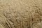 Wool sheep background