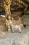 Wool sheep eating yellow dried corn on a straw farm