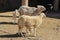 Wool sheep for sale