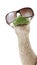 Wool sock puppet with sunglasses