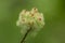 Wool sower gall of the Cynipid wasp in Mansfield, Connecticut