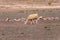 Woolen alpacas in the wild nature of Chile