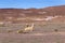 Woolen alpacas in the wild nature of Chile