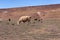 Woolen alpacas in the wild nature of Chile