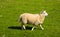 Woolen Lamb