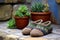 woolen slippers next to a potted succulent on a stone patio
