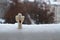 A woolen toy angel stands in the snow on the railing of the balcony against the street. Cloudy winter day