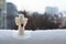 A woolen toy angel stands in the snow on the railing of the balcony against the street. Cloudy winter day