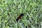 Woolley Bear caterpillar in the grass and clover