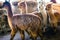 Woolly alpacas in their stable with bales of straw. Llama herd with fur colors from sand to brown in front of a species-