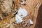 Woolly Aphids (Eriosomatinae) gathered on a Crepe Myrtle tree in Houston, TX.