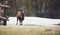 Woolly bactrian camel walking on snow covered ground