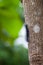 Woolly Bear Caterpillar