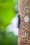 Woolly Bear Caterpillar