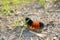 Woolly Bear Caterpillar Consuming Grass