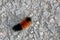 Woolly Bear Caterpillar crawling on a stony path
