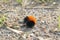 Woolly Bear Caterpillar in Defensive Posture