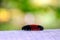 Woolly bear on the wooden plank