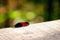 Woolly bear on the wooden plank