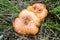 Woolly or bearded milkcap, Lactarius torminosus