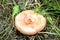 Woolly or bearded milkcap, Lactarius torminosus, mushroom in forest