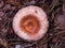 Woolly or bearded milkcap, Lactarius torminosus, mushroom in forest, close-up, selective focus, shallow DOF