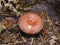 Woolly or bearded milkcap, Lactarius torminosus, mushroom in forest, close-up, selective focus, shallow DOF