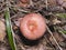 Woolly or bearded milkcap, Lactarius torminosus, mushroom in forest, close-up, selective focus, shallow DOF