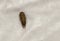 Woolly bears, Carpet Beetle, Anthrenus scrophularieae, Buffalo moth