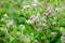 Woolly Burdock (Arctium Tomentosum)