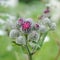 Woolly Burdock Arctium Tomentosum Inflorescence