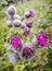 Woolly burdock flowers , Arctium Tormentosum