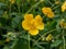 Woolly buttercup (ranunculus lanuginosus) with five glossy petals and many stamens in bright sunlight. Yellow