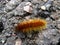 Woolly Caterpillar on Concrete