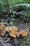 Woolly Chanterelle Gomphus floccosus with ferns