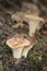 Woolly Chanterelle Gomphus floccosus mushrooms growing on the forest floor