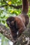 Woolly (chorongo) monkey in the Amazonia