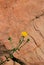 Woolly cinquefoil, Hipp`s cinquefoil, Zion National Park, Utah