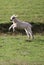 Woolly coated baby English lambs