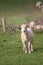 Woolly coated baby English lambs