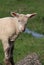 Woolly coated baby English lambs