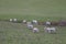 Woolly coated baby English lambs