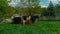 Woolly cows resting on a green pasture