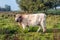 Woolly Galloway cow looks curiously at the photographer early in the morning of a autumnal day