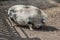 Woolly hairy pig in the mud