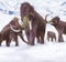 Woolly Mammoth Family