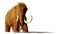 Woolly mammoth, prehistoric mammal isolated with shadow on white background 3d rendering