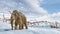 Woolly mammoth scene in environment with snow. realistic 3d illustration