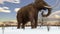 Woolly Mammoth Walking In Snowy Field Animation